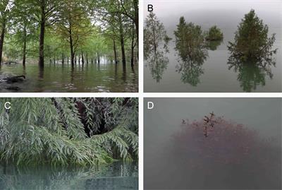 Response of underwater photosynthesis to light, CO2, temperature, and submergence time of Taxodium distichum, a flood-tolerant tree